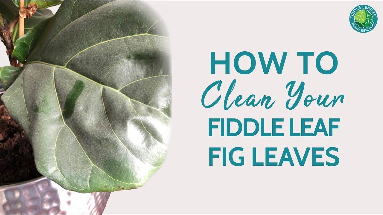 How to Clean Fiddle Leaf Fig Leaves