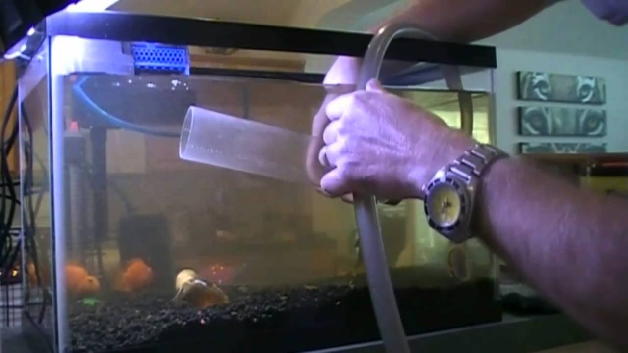 How to Clean a 10 Gallon Fish Tank