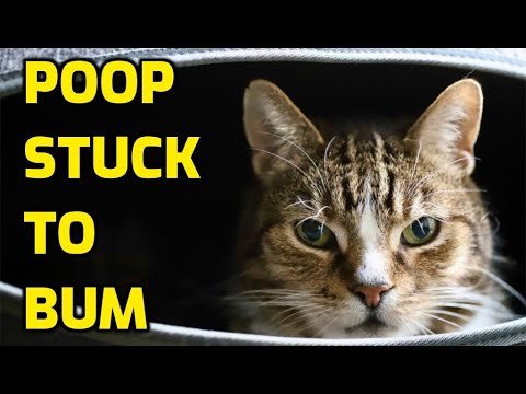 How to Clean a Cat'S Butt