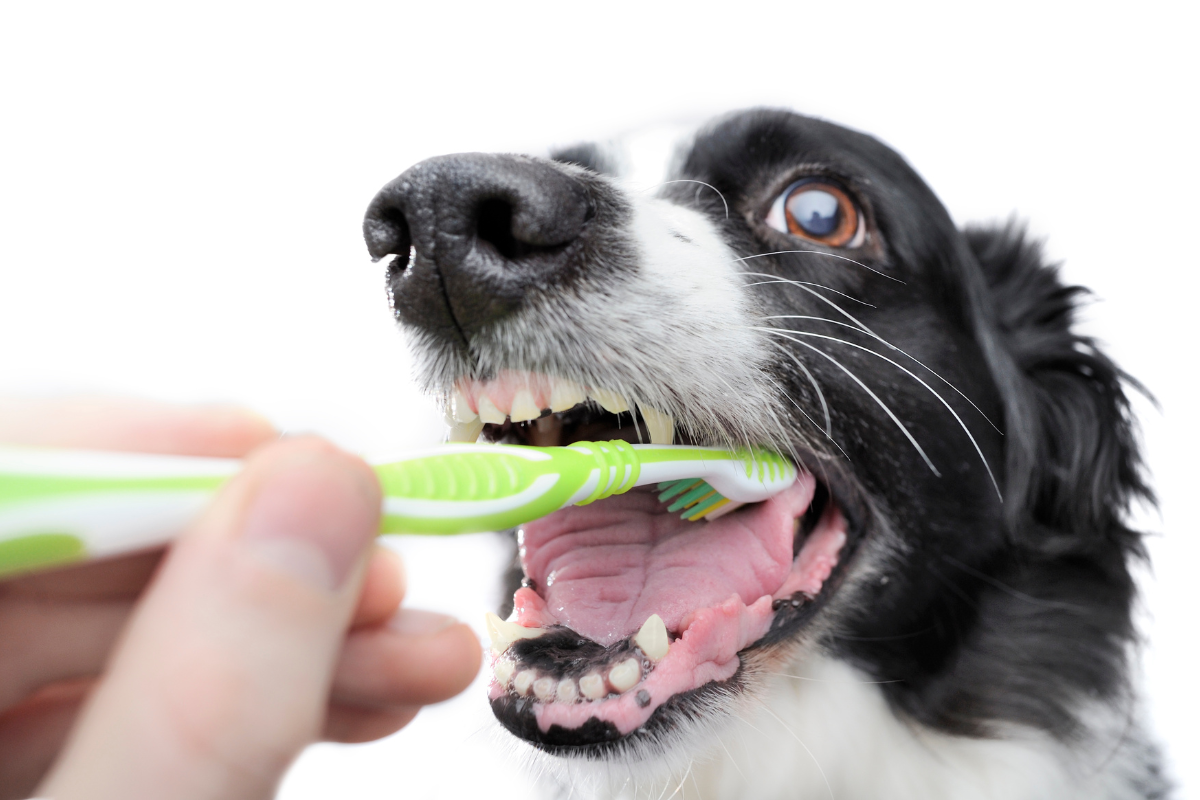 How to Clean a Dog'S Mouth After Eating Poop