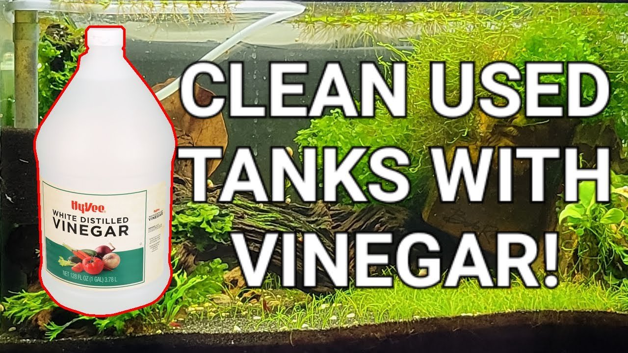 How to Clean a Fish Tank With Vinegar