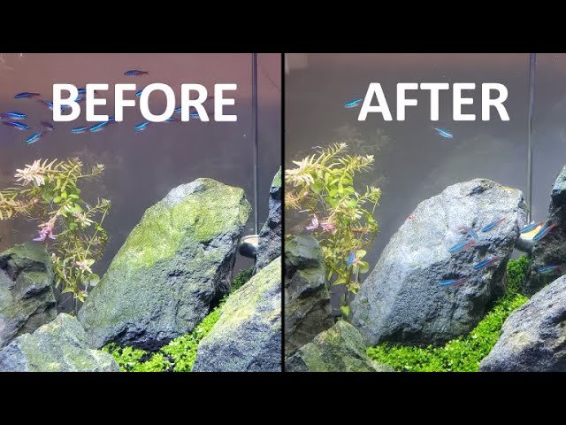 How to Clean Algae off Rocks in Fish Tank
