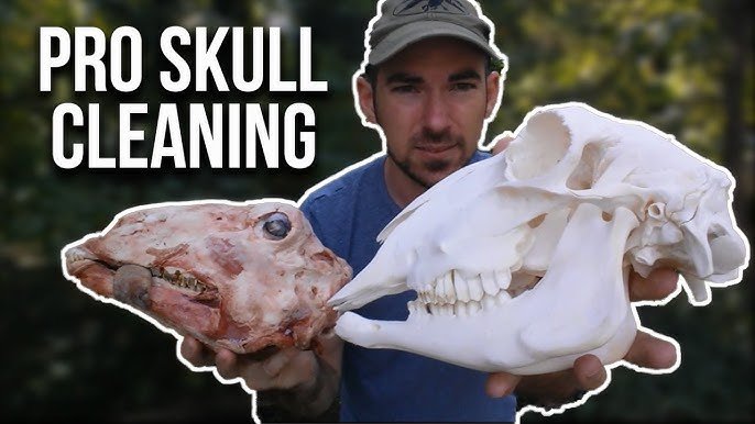 How to Clean Animal Skulls