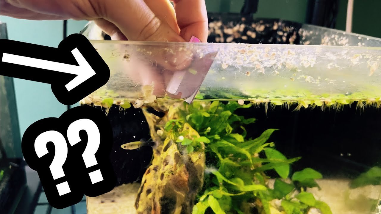How to Clean Aquarium Glass White Residue
