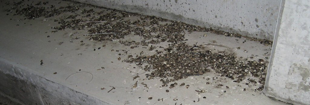 How to Clean Bird Droppings off Concrete: Easy and Effective Tips