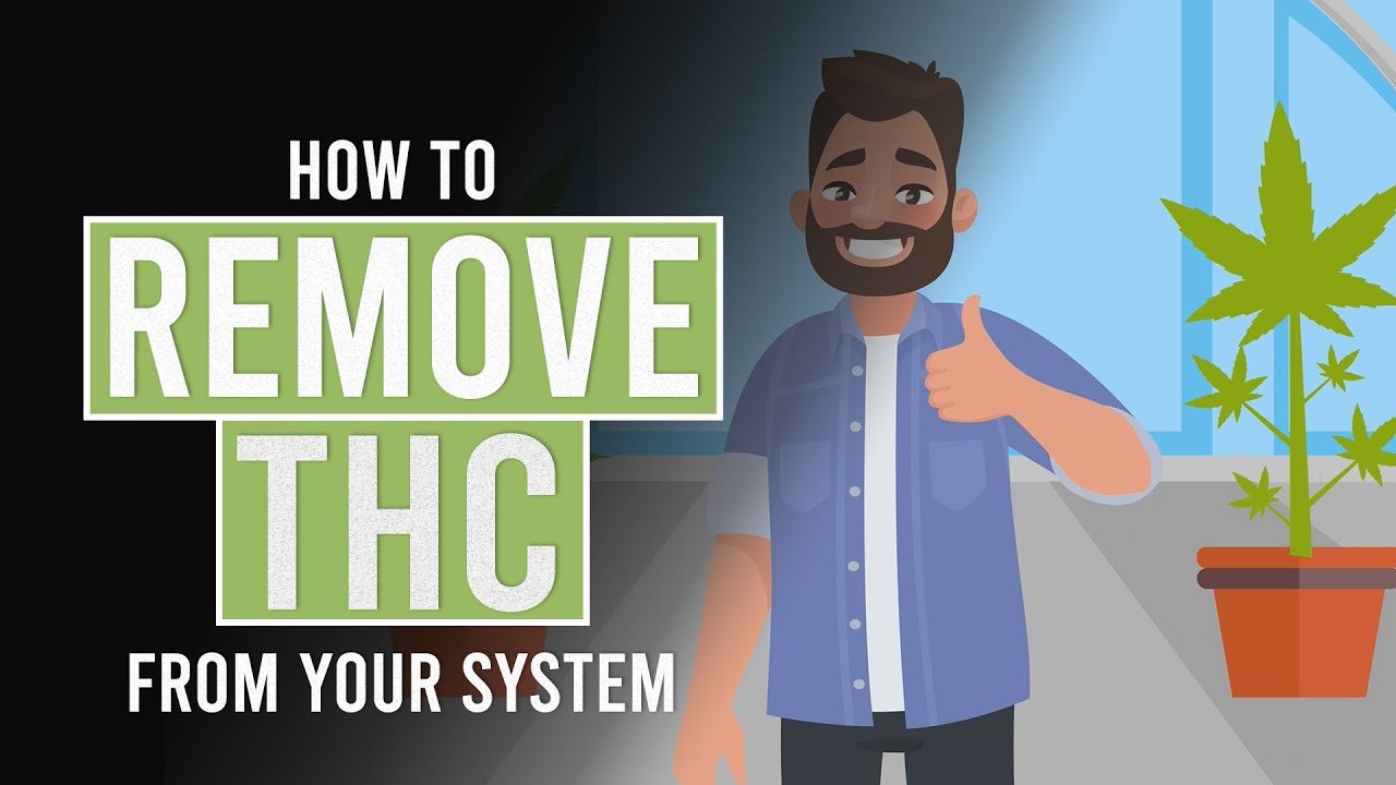 How to Clean Cbd Out Your System