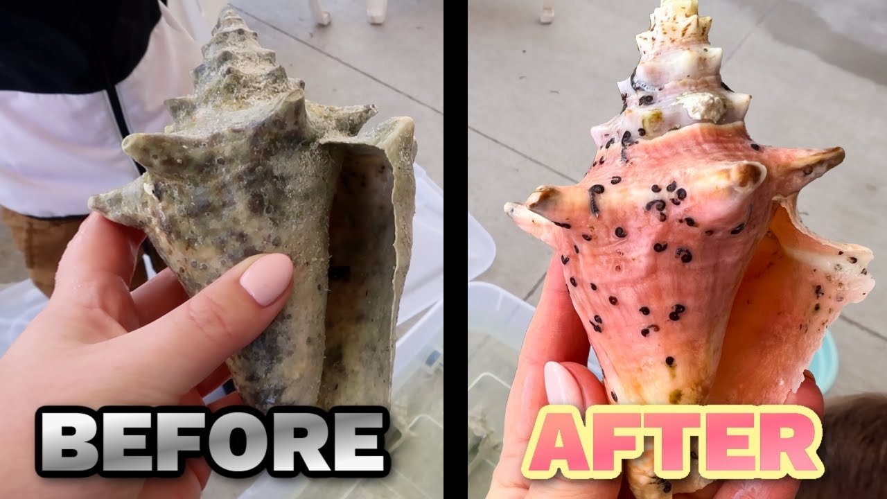 How to Clean Conch Shells Without Bleach