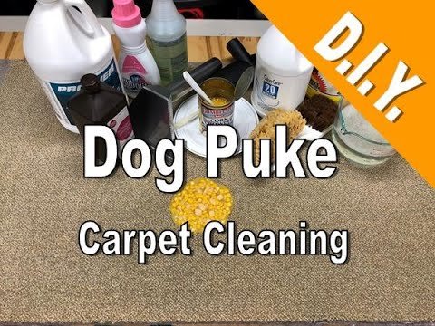 How to Clean Dog Vomit from Carpet: Expert Tips & Tricks