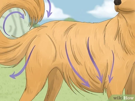 How to Clean Dog'S Bum After Diarrhea