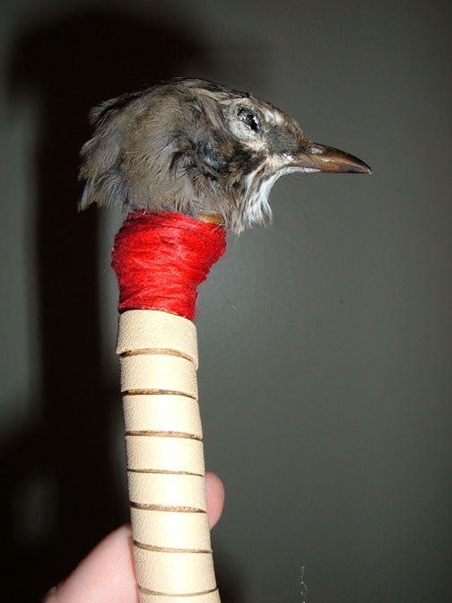 How to Clean Feathers from a Dead Bird