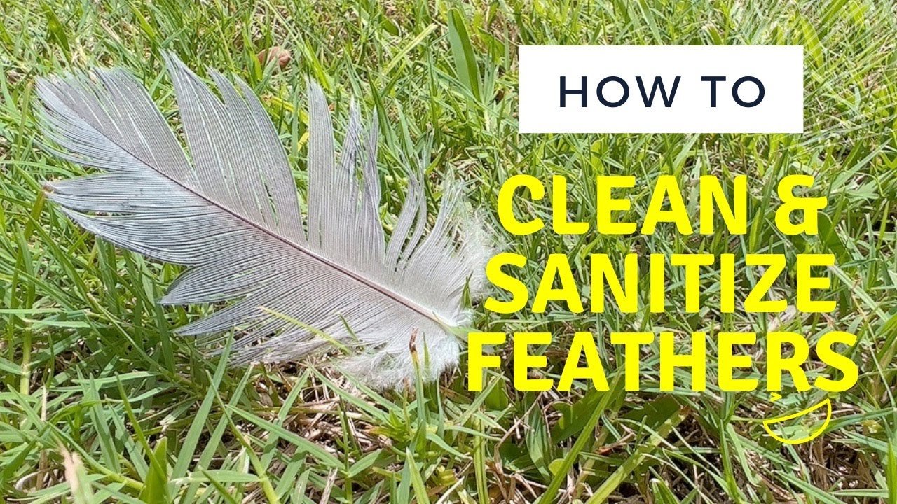 How to Clean Feathers Without Ruining Them
