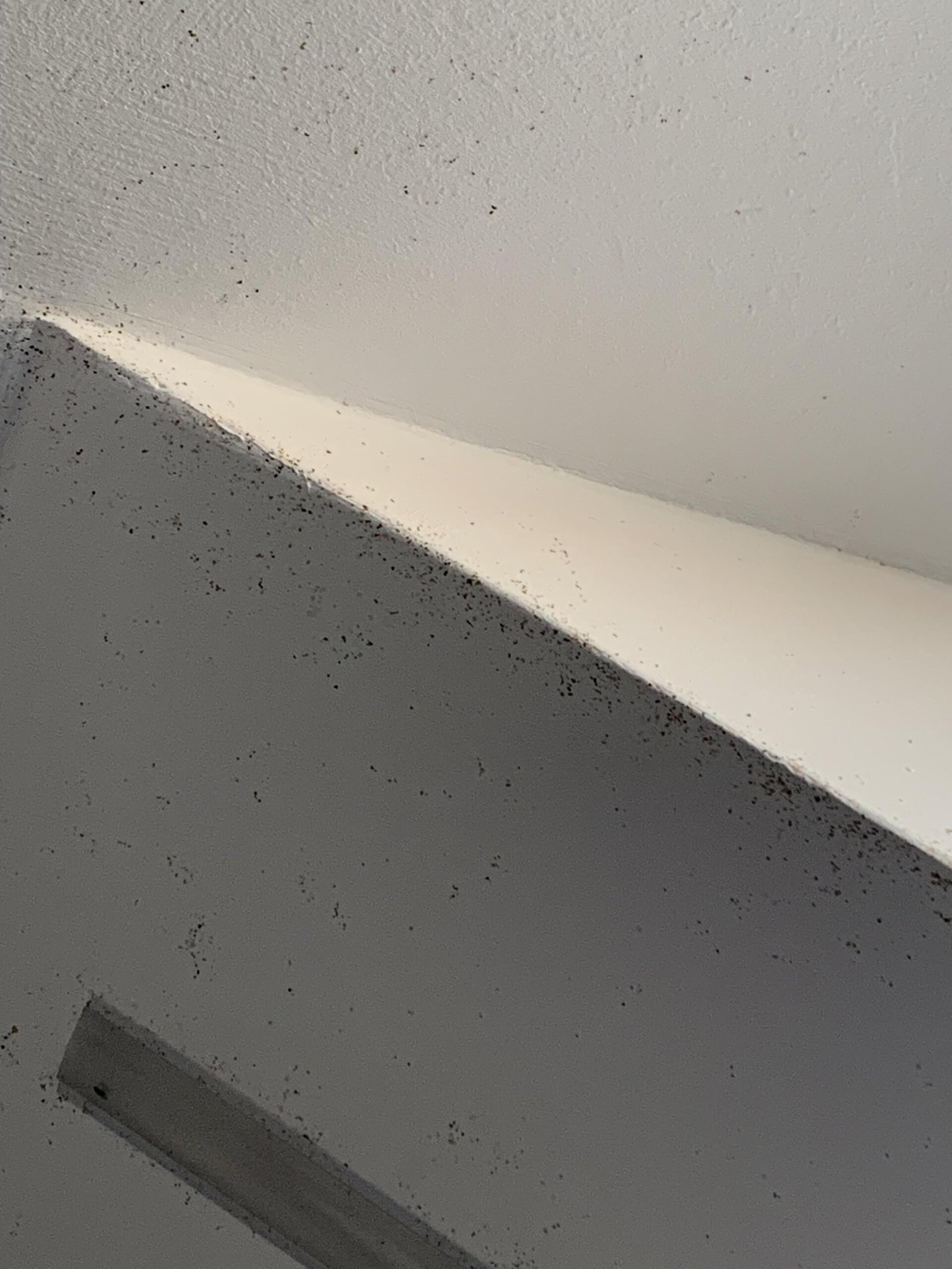 How to Clean Fly Specks off Painted Walls