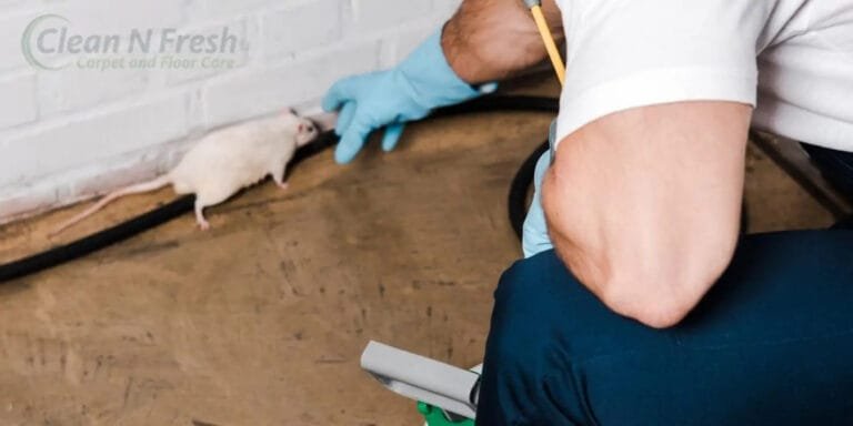 How to Clean Mouse Droppings on Carpet